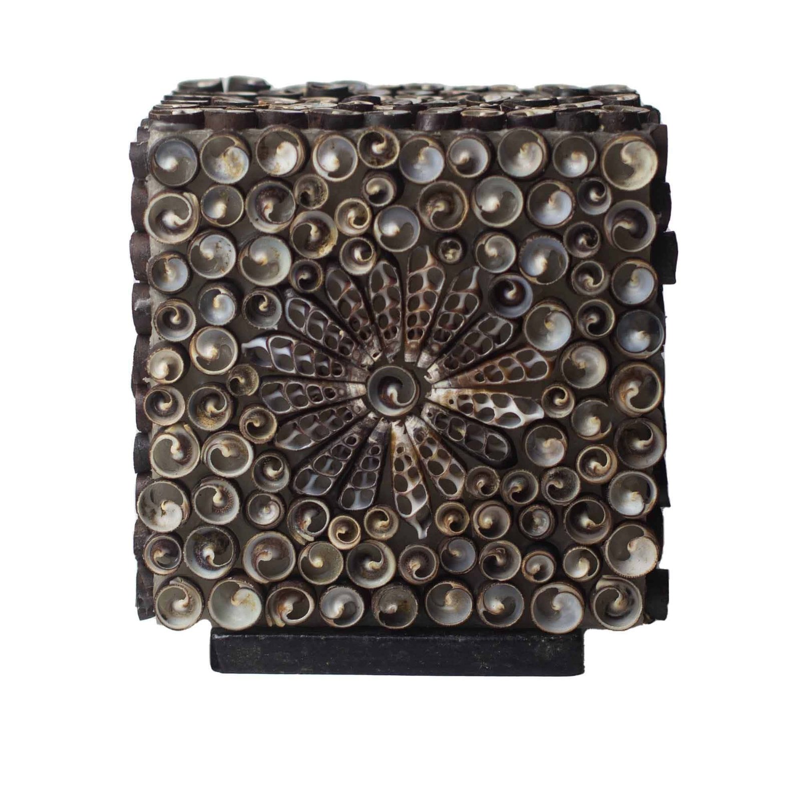 Chocolate Twist Sea Shell Lamp - 15 cm